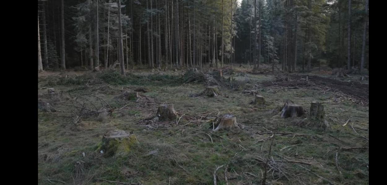 Fotografija uz vijest: Delić i Kankaraš: Bespravne sječe šuma u ekspanziji, indicije o uključenosti najodgovornijih u Upravi za šume