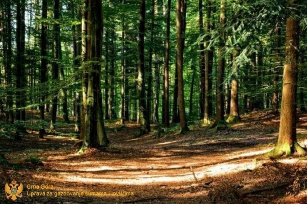Fotografija uz vijest: Bivši direktor i šef Uprave za šume u Beranama osumnjičeni za štetu od preko 65.000 eura