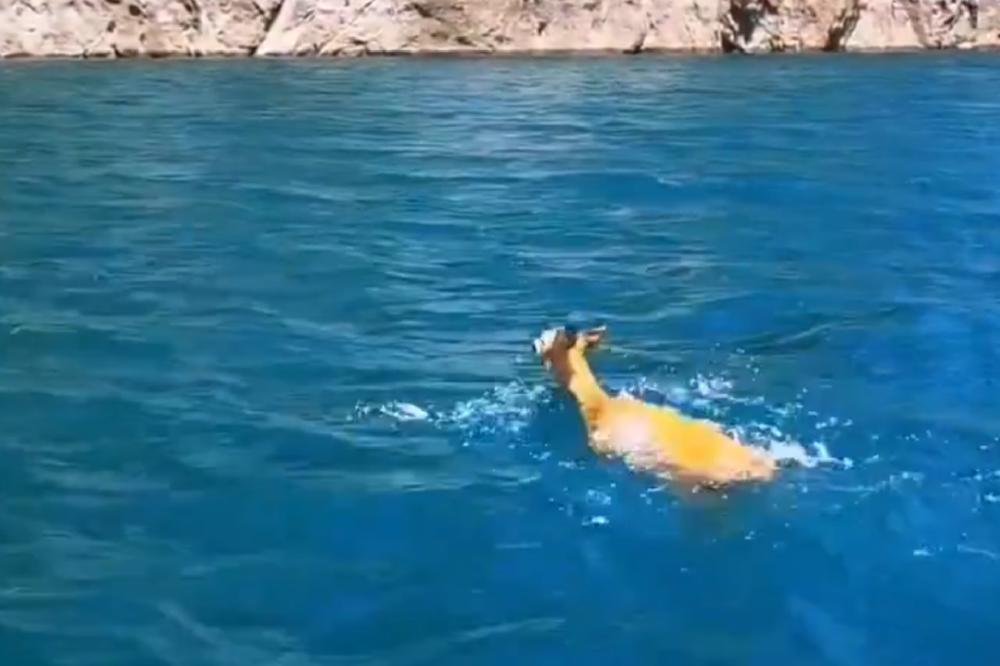 Fotografija uz vijest: Srna preplivala Pivsko jezero, posjetioci zabilježili rijedak prizor