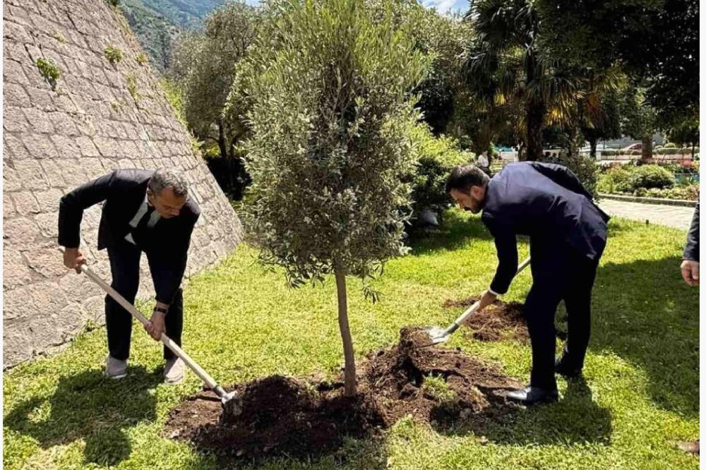 Fotografija uz vijest: U Kotoru posađena maslina za mir i budućnost povodom 20 godina nezavisnosti Crne Gore