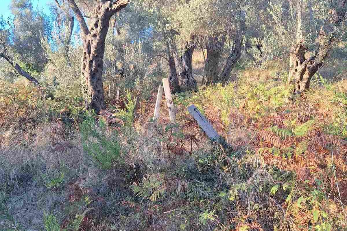 Fotografija uz vijest: Maslinada se čuva održavanjem, a ne zabranama