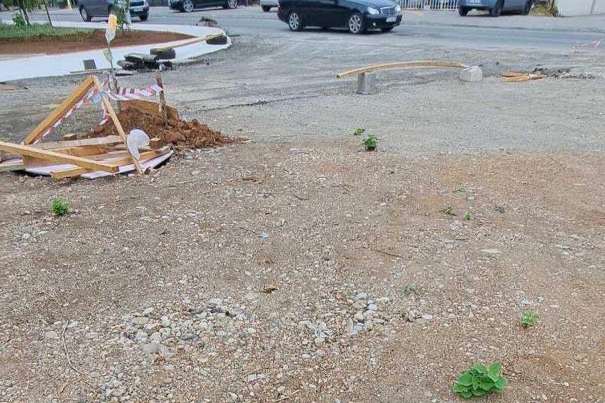 Fotografija uz vijest: Podgorica: Paulovnija se širi i nakon sječe, najavljeno hemijsko tretiranje