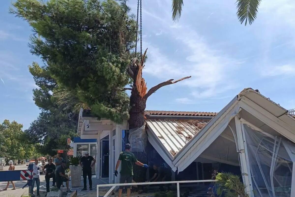 Fotografija uz vijest: Velika grana bora pala na ugostiteljski objekat na šetalištu u Baru