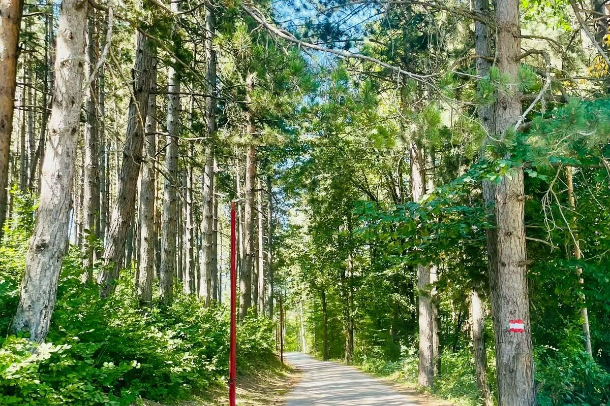 Fotografija uz vijest: Zaštita Kolašinske park-šume Dulovine još nije završena, dok gradnja i sječa ugrožavaju prostor