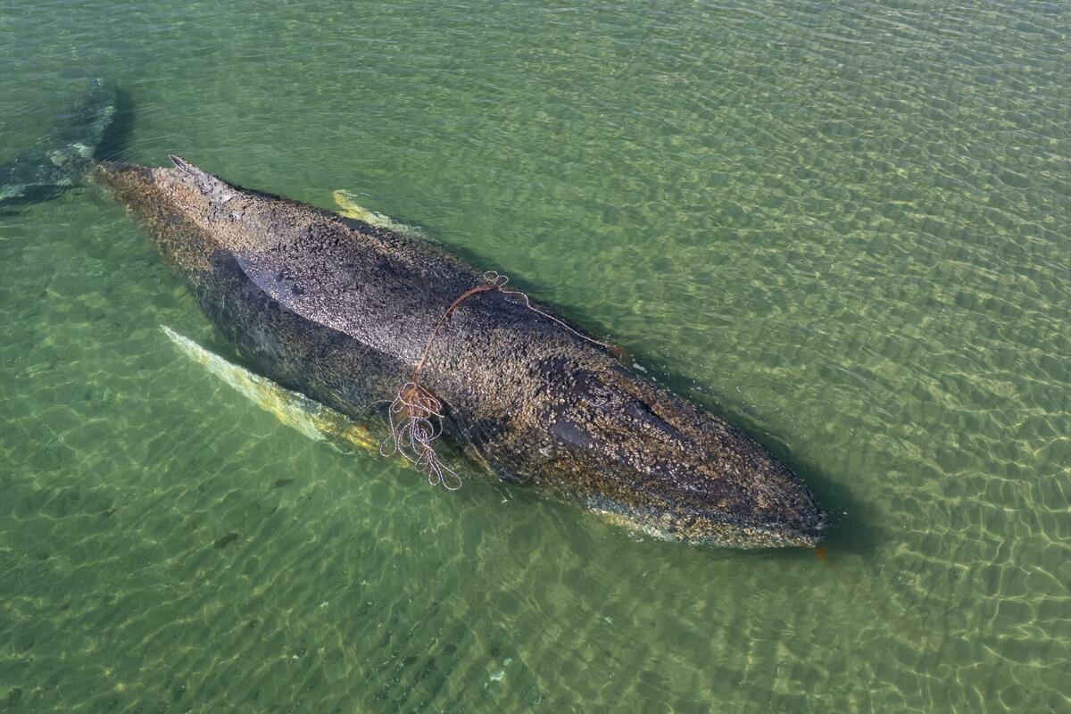 Fotografija uz vijest: Grbavi kit pronađen mrtav kod danskog ostrva nakon spasilačke akcije u Njemačkoj