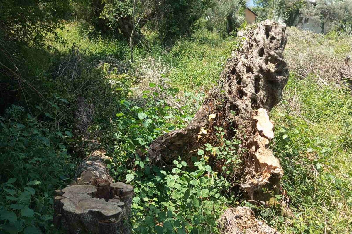 Fotografija uz vijest: Iščupali maslinu staru oko 1.000 godina u Divanovićima