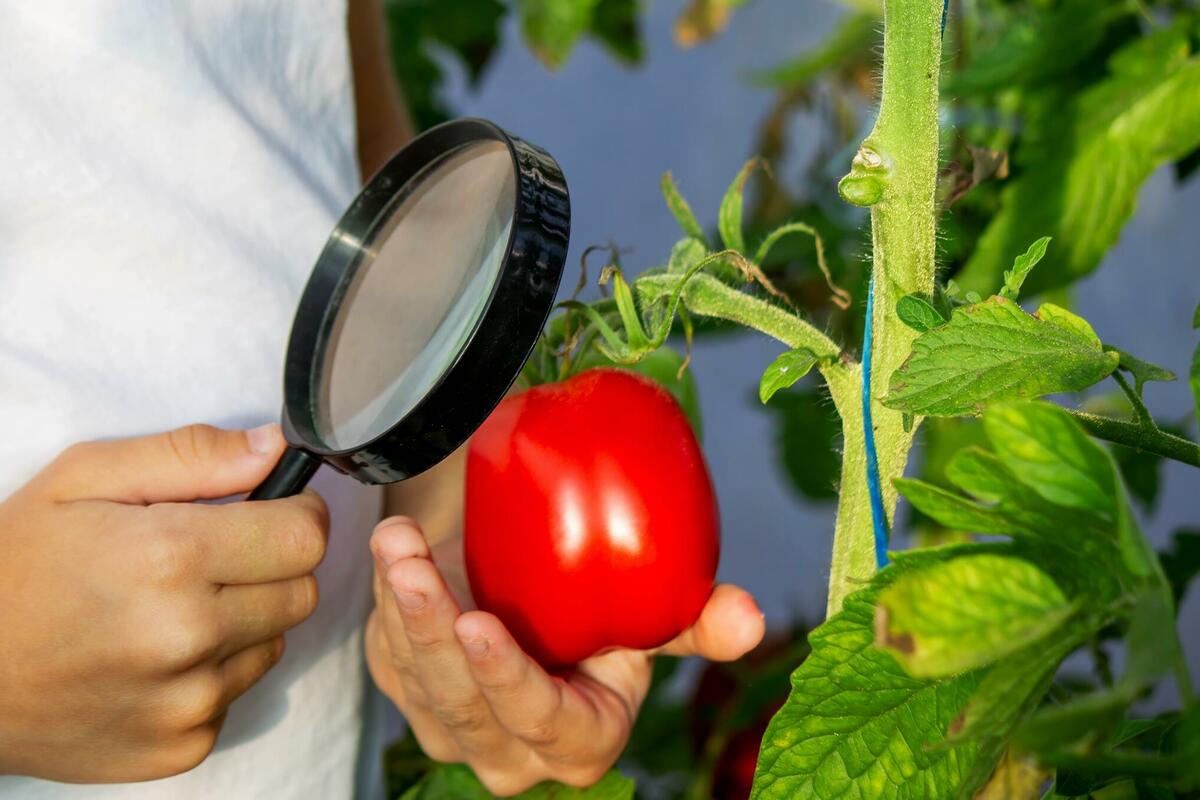 Fotografija uz vijest: Kako prepoznati dobar paradajz? Ovaj detalj mnogi prvo pogledaju
