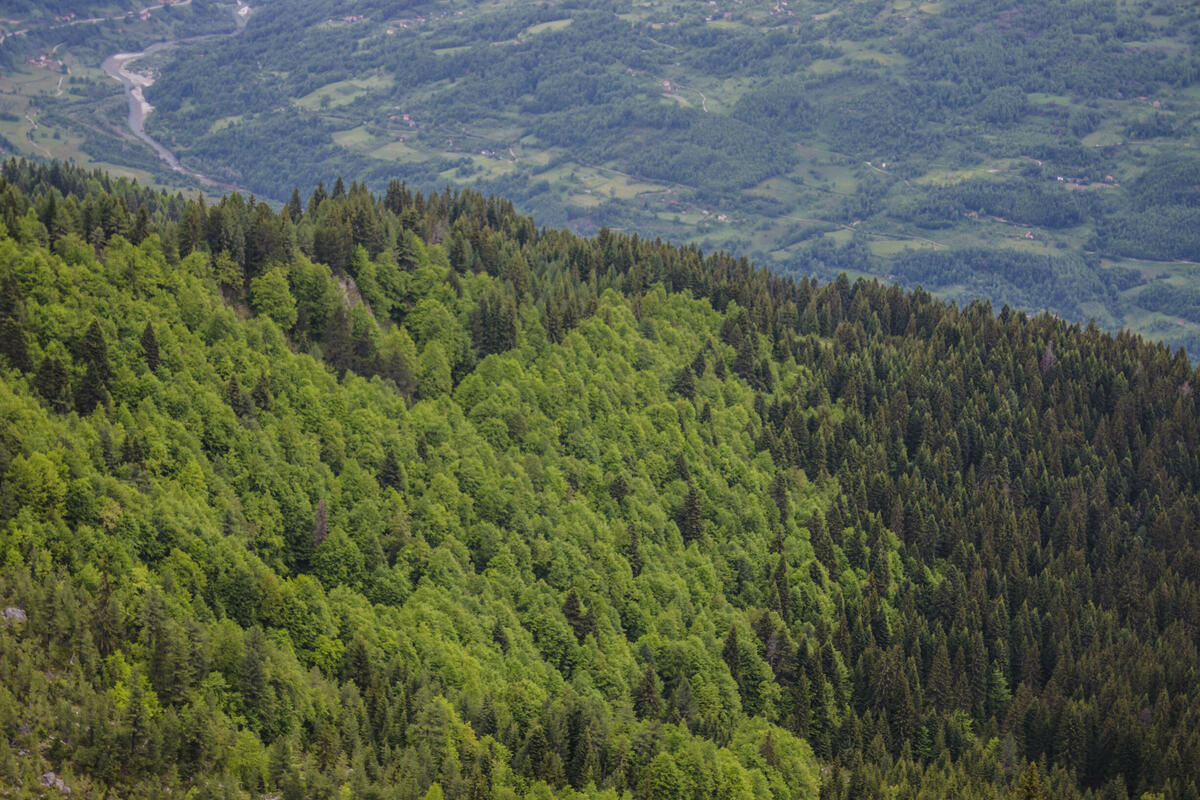 Fotografija uz vijest: Nastavljaju se kontrole u šumama Pljevalja i Mojkovca zbog prijava građana