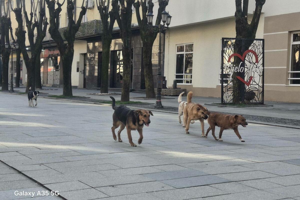 Fotografija uz vijest: Procedura za putovanje sa psom u EU skraćena: lakše preko granice od sjutra