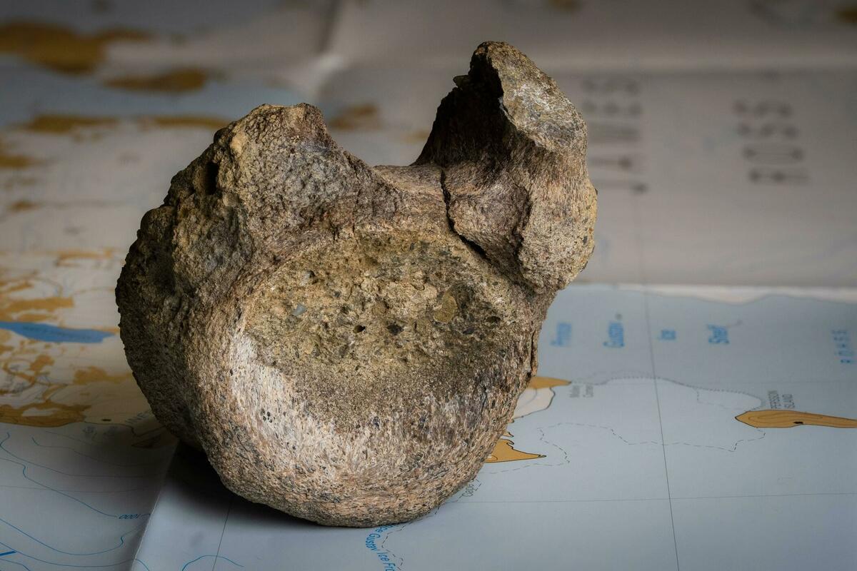 Fotografija uz vijest: Pronađen najraniji fosil dinosaurusa na Antarktiku u zaboravljenoj fioci