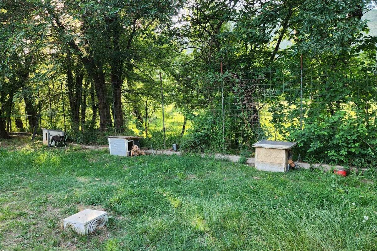 Fotografija uz vijest: Psi spaseni, traži se krivac za zlostavljanje
