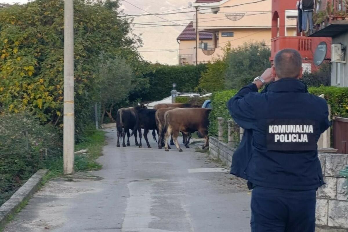 Fotografija uz vijest: Tivat: Goveda će biti prodana klanicama ako se vlasnici ne jave do 14. juna
