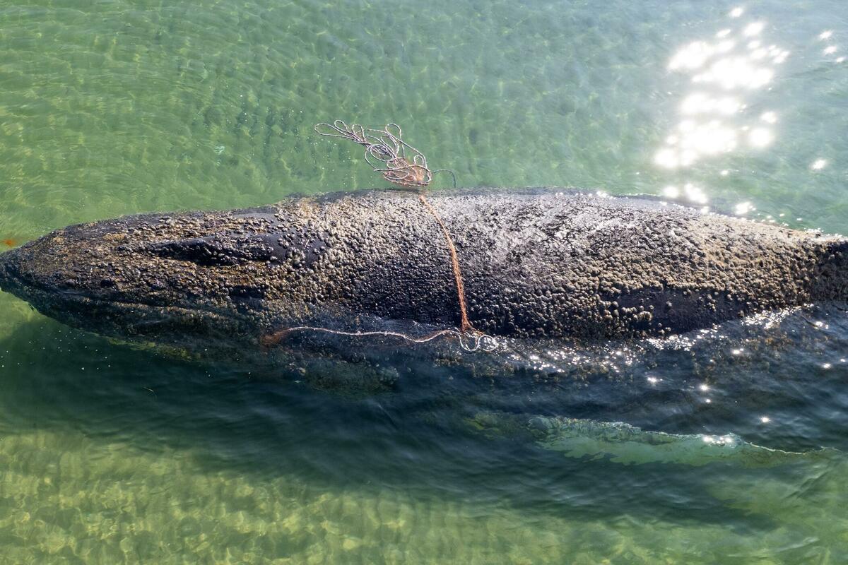 Fotografija uz vijest: Zašto je teško pomoći nasukanom kitu i kako klimatske promjene utiču na porast nasukanja